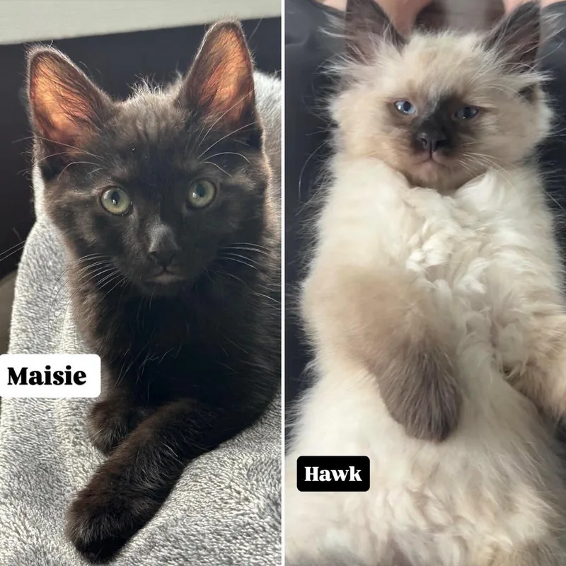 Hawk  Maisie thumbnail 2