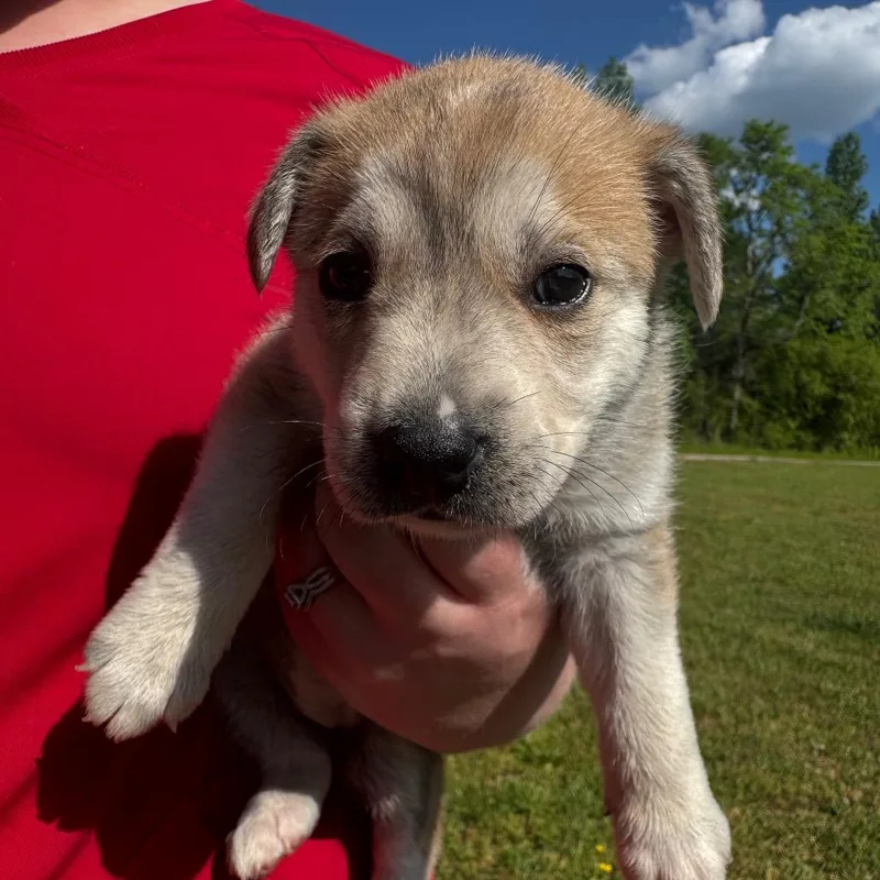 A baby small-sized female Sable Labrador Retriever dog named Stephanie for adoption in Parrish, AL