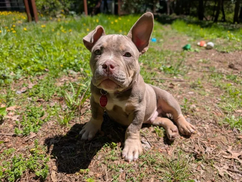 A baby medium-sized male American Bully dog named Wattson for adoption in Leverett, MA