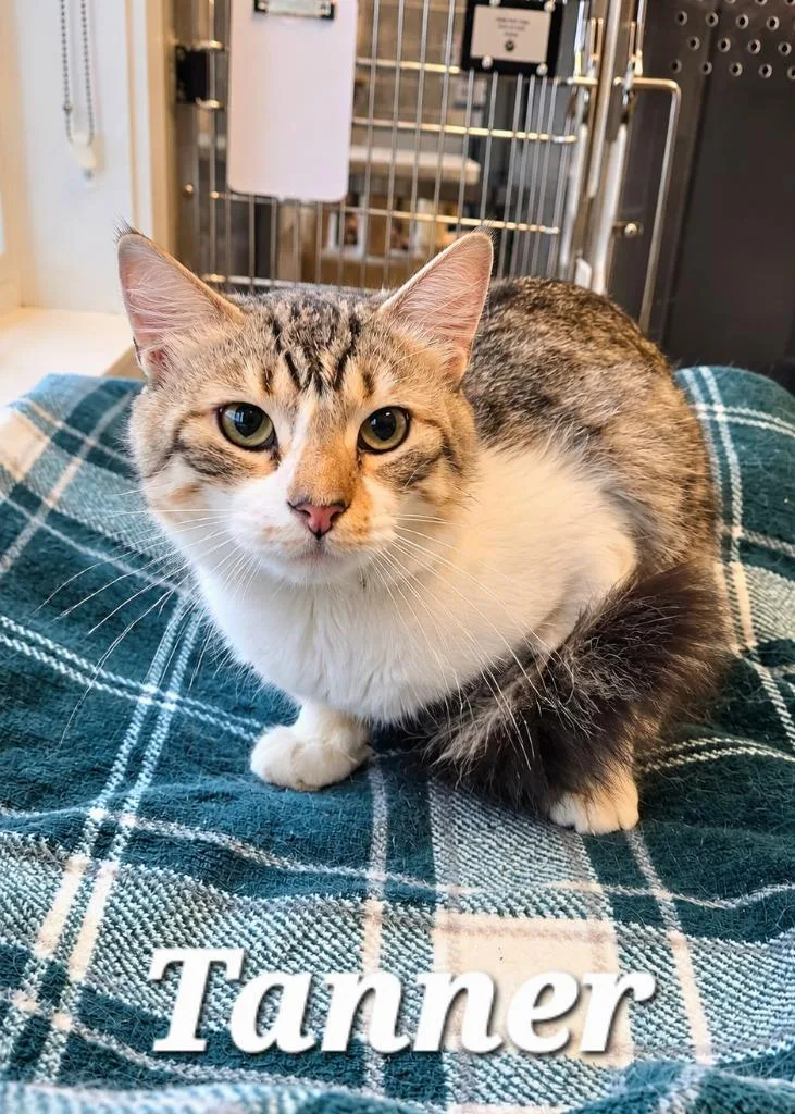 A baby small-sized male Domestic Medium Hair cat named Tanner for adoption in Sidney, OH