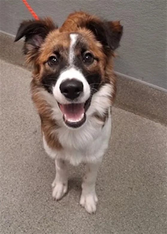 A young medium-sized female Australian Shepherd dog named Trixie for adoption in Las Vegas, NV