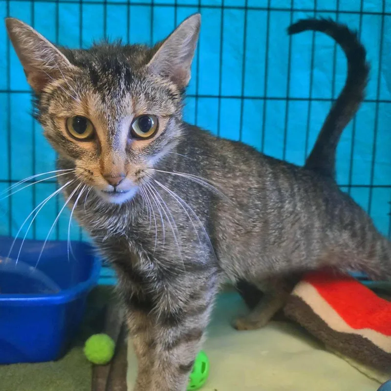 A young medium-sized female Brown / Chocolate Domestic Short Hair cat named Gecko for adoption in Plover, WI
