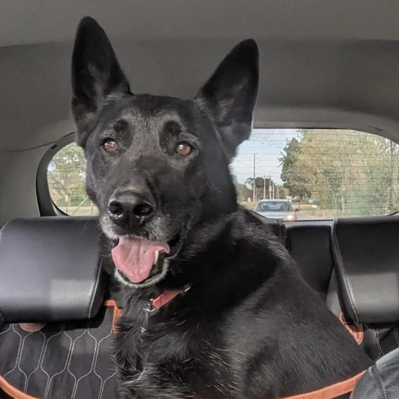 An adult large-sized female Black Labrador Retriever dog named Athena for adoption in Fort Payne, AL