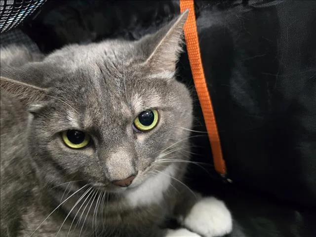 An adult large-sized male Domestic Short Hair cat named Boogie for adoption in Chatsworth, CA