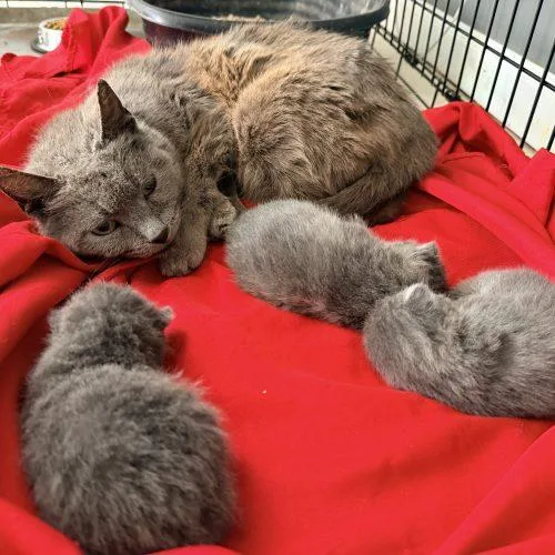 An adult medium-sized female Gray / Blue / Silver Domestic Short Hair cat named Sylvia for adoption in Seven Valleys, PA
