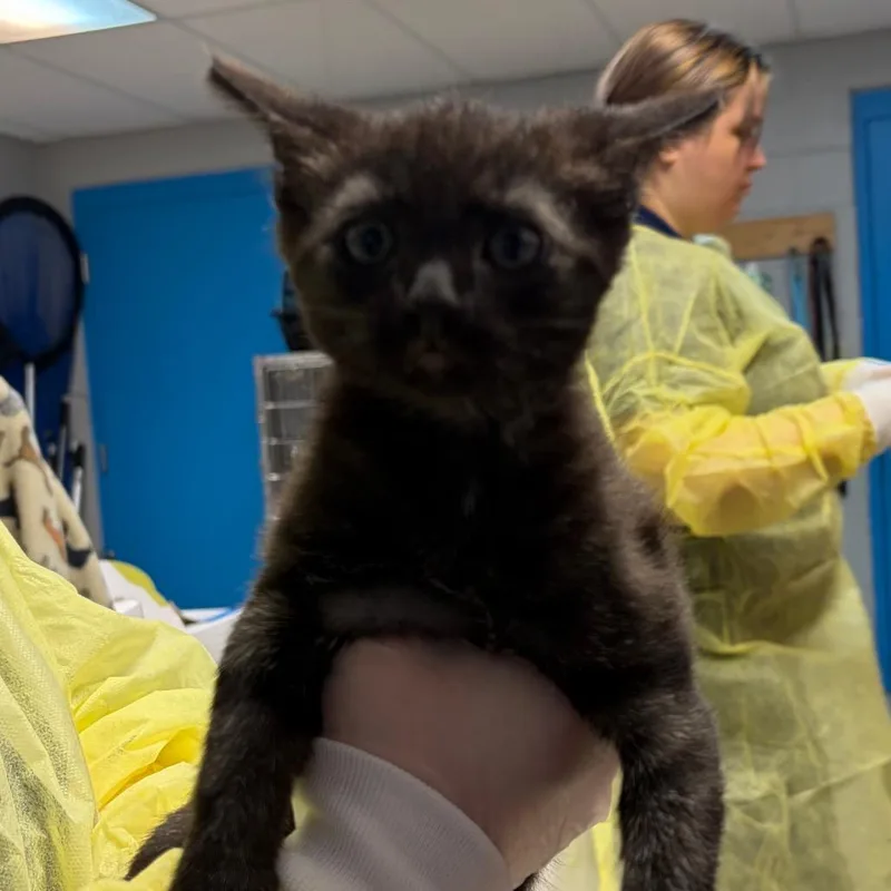 A baby small-sized male Black Domestic Short Hair cat named Woodstock for adoption in Vineland, NJ
