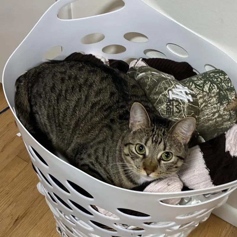An adult small-sized female White Domestic Short Hair cat named Bonnie for adoption in Los Angeles, CA
