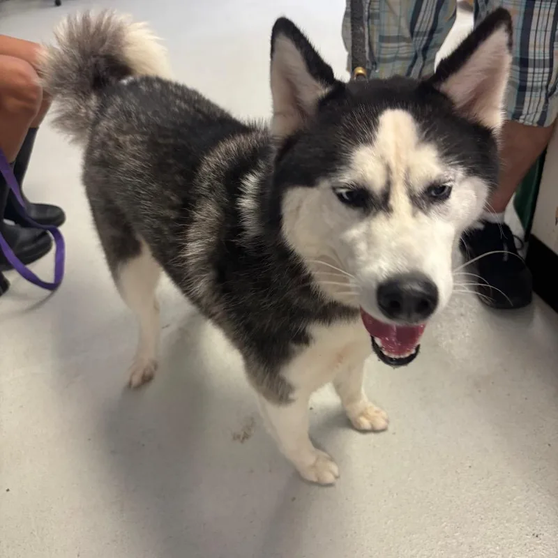 An adult medium-sized female Black Husky dog named Coy for adoption in Lake Jackson, TX