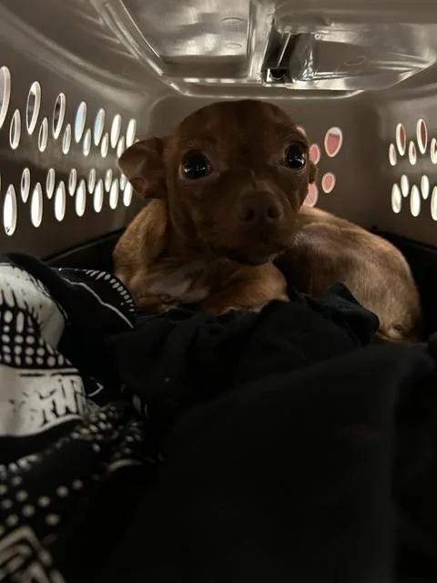 Chula