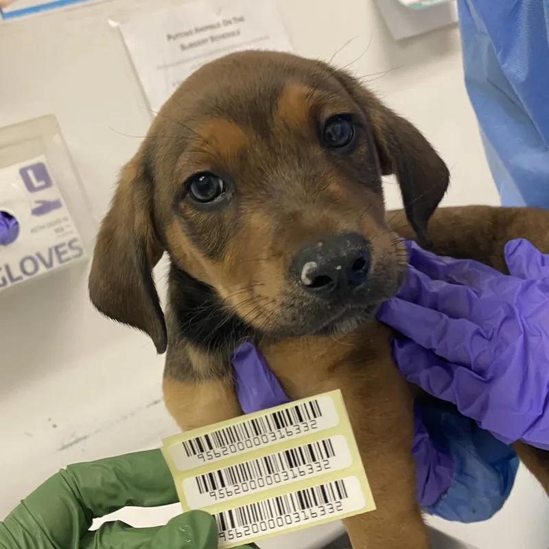 A baby small-sized male Brown / Chocolate Mixed Breed dog named Carl Gallagher for adoption in Charleston, WV