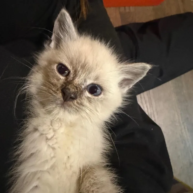 A baby small-sized male Seal Point Domestic Long Hair cat named Frederick for adoption in Brevard, NC