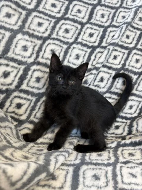 A baby small-sized male Domestic Short Hair cat named Sorry! for adoption in Bethel Park, PA