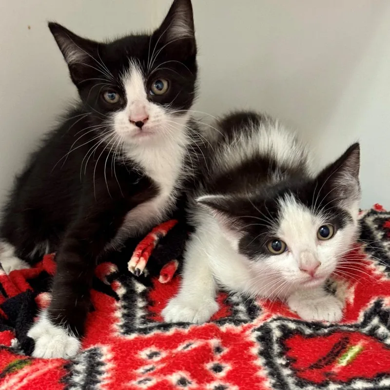 A baby small-sized male Black Domestic Short Hair cat named Edin for adoption in Hawthorne, CA