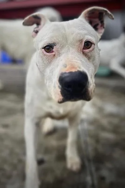 A young medium-sized female White / Cream Pit Bull Terrier dog named Karah for adoption in Roswell, GA