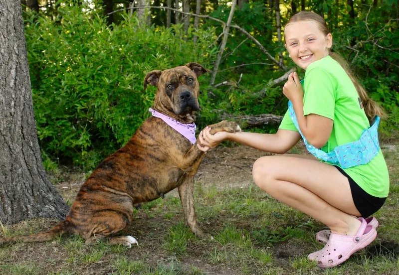 An adult large-sized female Red / Chestnut / Orange American Staffordshire Terrier dog named Luna for adoption in Cheboygan, MI