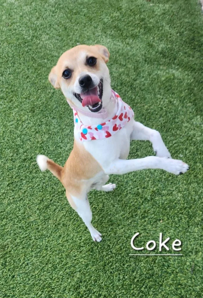 Coke thumbnail 4