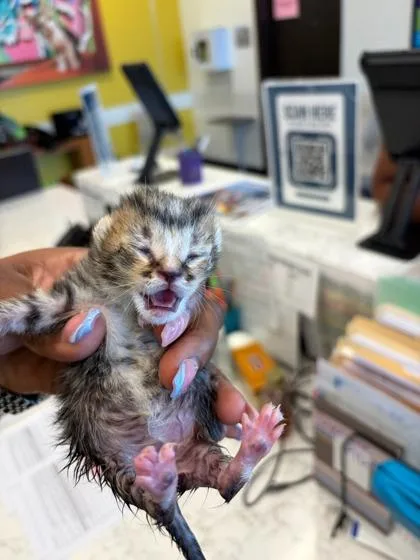 A baby small-sized unknown Domestic Short Hair cat named Soda for adoption in Atlanta, GA