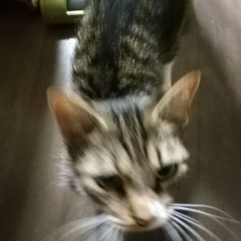A young medium-sized female Brown / Chocolate Domestic Short Hair cat named Toffee for adoption in Carmel, IN