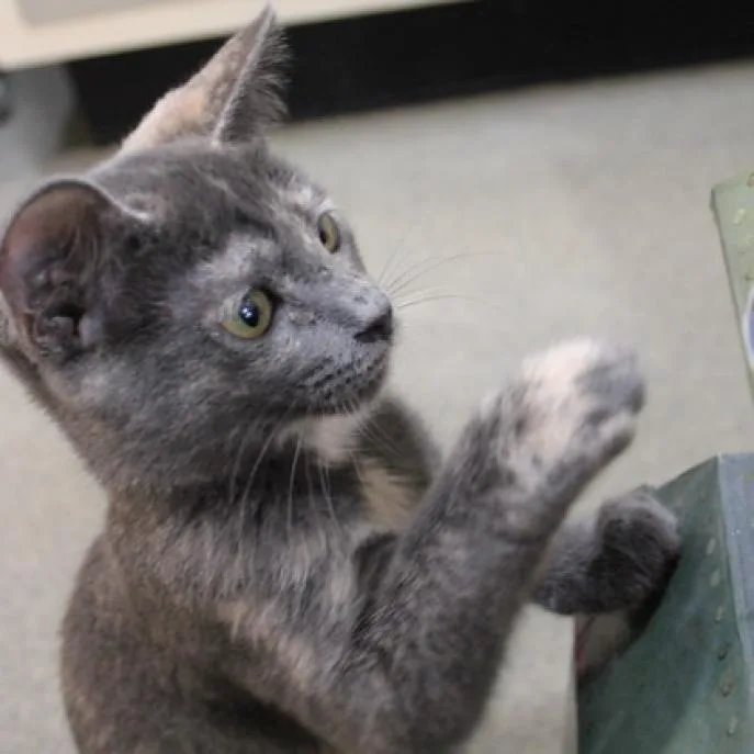 Birch Ii thumbnail 3