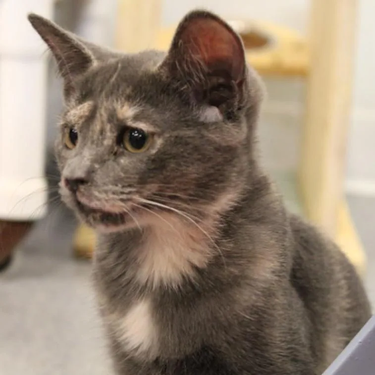 Birch Ii thumbnail 4