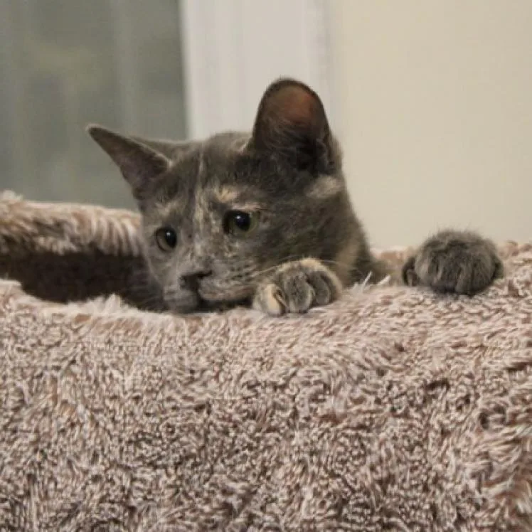 Birch Ii thumbnail 5