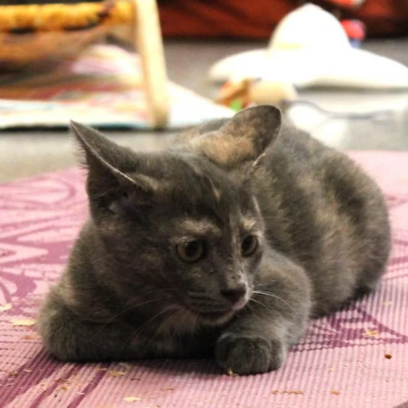 Birch Ii thumbnail 6