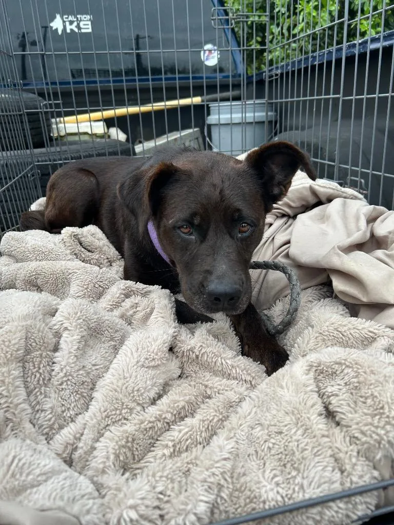 An adult medium-sized female Labrador Retriever dog named Mona Lisa for adoption in Gautier, MS