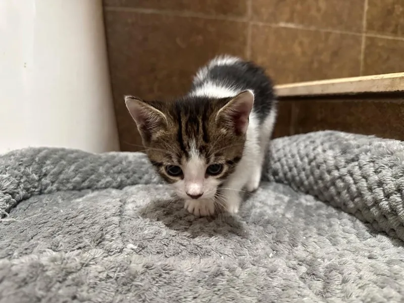 A baby medium-sized female Domestic Short Hair cat named Patty for adoption in Tampa, FL