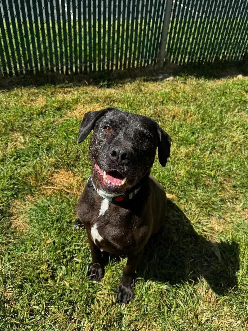 An adult medium-sized male Black Black Labrador Retriever dog named Stan for adoption in Westwood, NJ