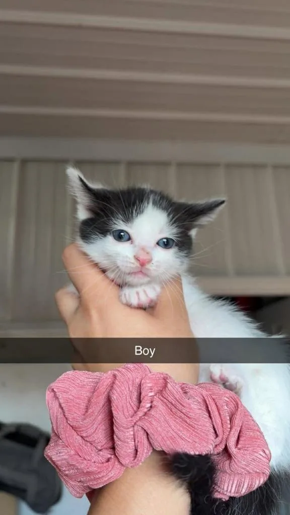 A baby small-sized male Domestic Short Hair cat named Mr. Handsome Pants for adoption in Greensburg, IN