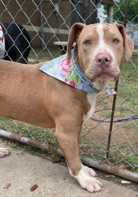A baby small-sized male Pit Bull Terrier dog named Morty for adoption in Tulsa, OK