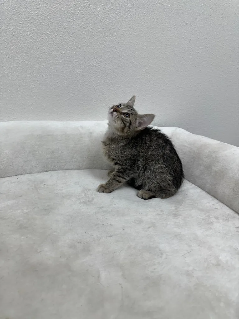 Beebo @Petsmart Walker Rd