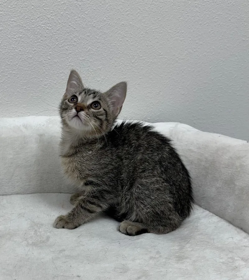 Beebo @Petsmart Walker Rd thumbnail 2