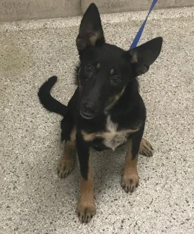 A young medium-sized male Labrador Retriever dog named Bacon for adoption in Conroe, TX