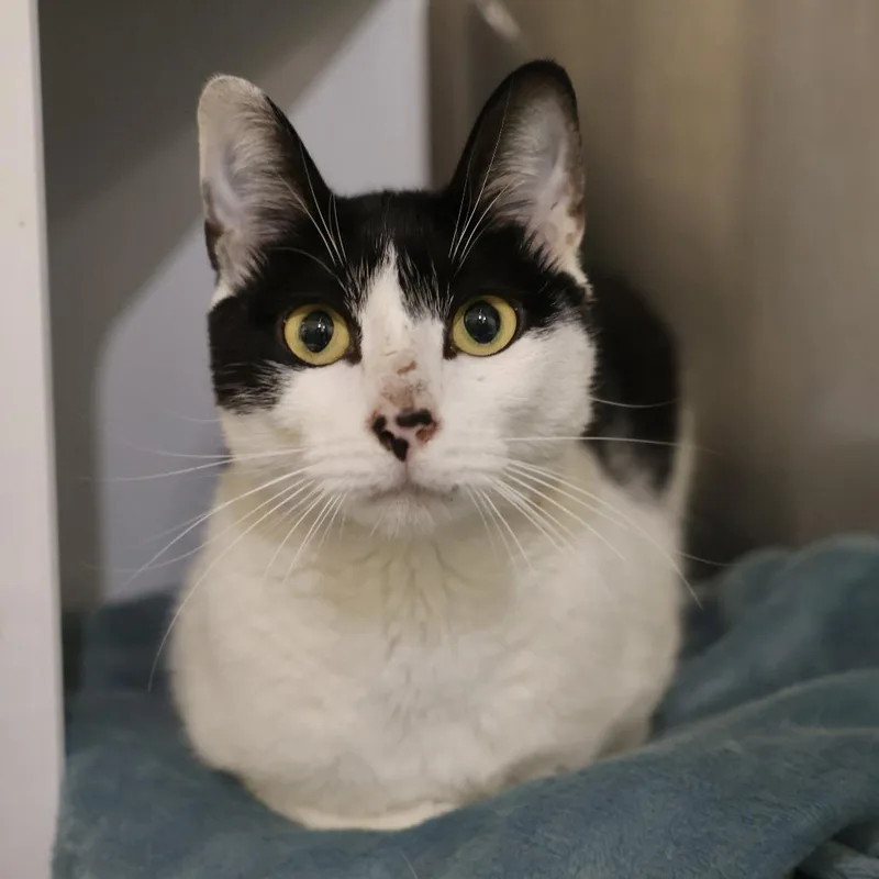 An adult medium-sized female Black Domestic Short Hair cat named Caroline for adoption in Briarcliff Manor, NY