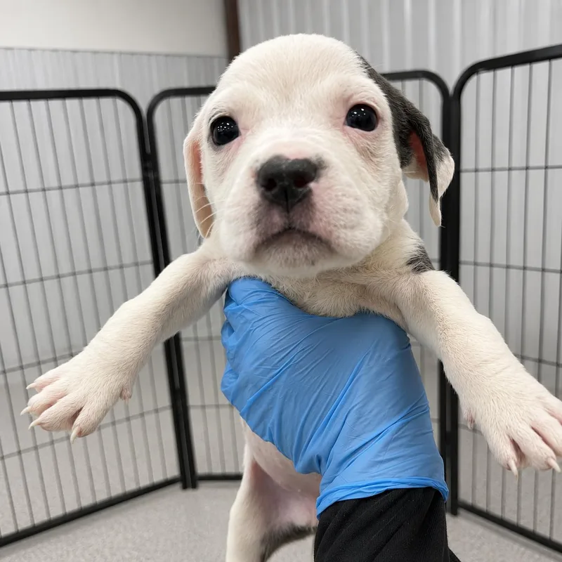 A young medium-sized female American Staffordshire Terrier dog named Maleficent for adoption in Portland, ME