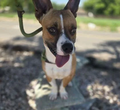 A young medium-sized male Brown / Chocolate Mixed Breed dog named Chaos for adoption in Canon City, CO