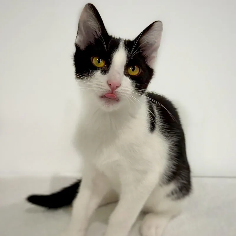 A baby medium-sized male Black & White / Tuxedo Domestic Short Hair cat named Loofah and Spork for adoption in Watertown, WI