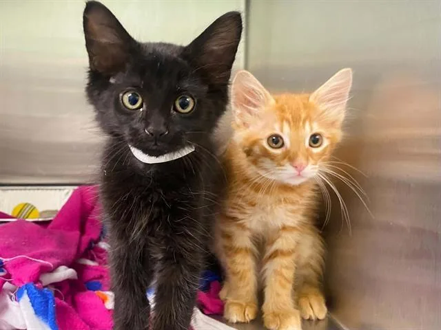 A baby small-sized male Domestic Medium Hair cat named Jon for adoption in Tustin, CA