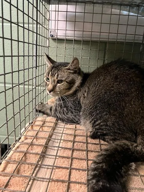 A young medium-sized male Domestic Short Hair cat named Obiwan Katnobi for adoption in Jacksonville, FL