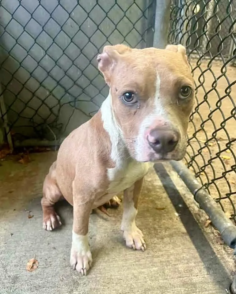An adult medium-sized male Yellow / Tan / Blond / Fawn Pit Bull Terrier dog named Wesley for adoption in Chicago, IL
