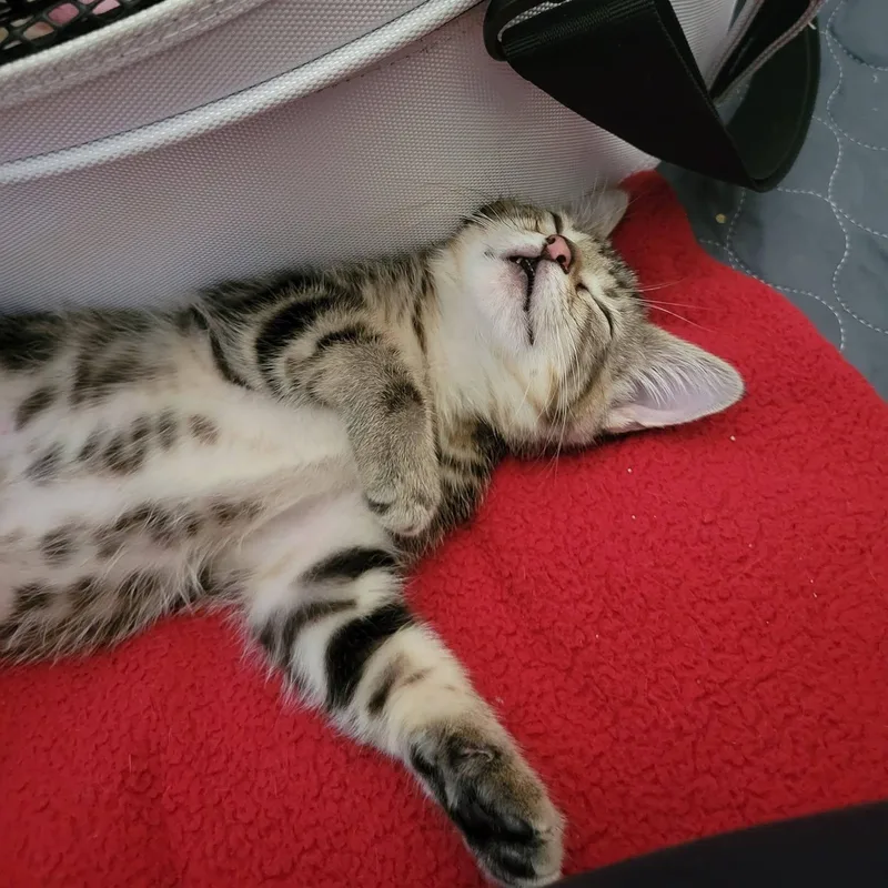 A baby medium-sized female Tabby (Brown / Chocolate) Domestic Short Hair cat named Eowyn for adoption in Queen Creek, AZ