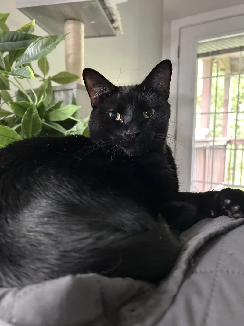 A baby medium-sized male Domestic Short Hair cat named Houdini for adoption in Georgetown, KY