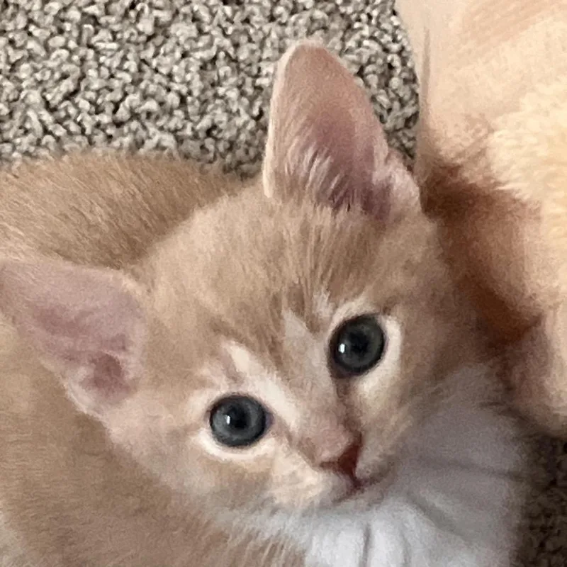 A baby small-sized female Orange / Red Domestic Short Hair cat named Brooklyn for adoption in Inman, SC