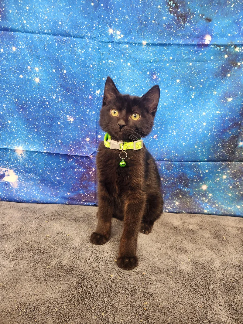 A baby medium-sized male Black Domestic Short Hair cat named Orion for adoption in Hagerstown, MD