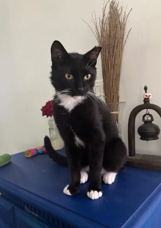 An adult medium-sized male Black & White / Tuxedo Domestic Short Hair cat named Marcus for adoption in North Babylon, NY