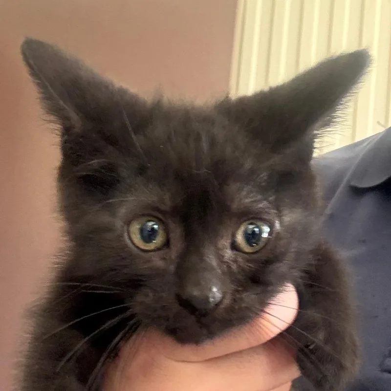 A baby small-sized female Black Domestic Short Hair cat named Olive for adoption in Jacksonville, AR