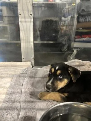 A baby small-sized male German Shepherd Dog dog named Mark for adoption in Fresno, CA