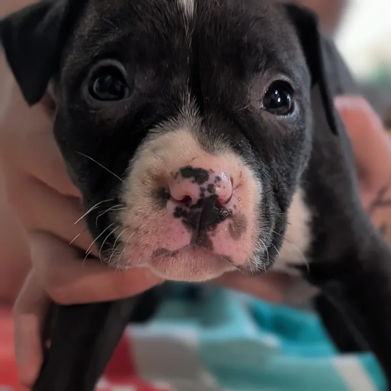 A baby medium-sized female Black Mixed Breed dog named Angelica for adoption in Alma, MI