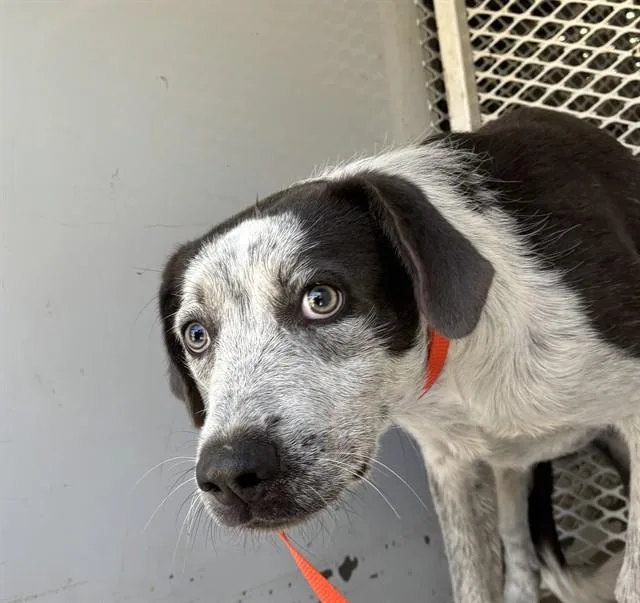 A young medium-sized male Pointer dog named Tesla for adoption in Bakersfield, CA